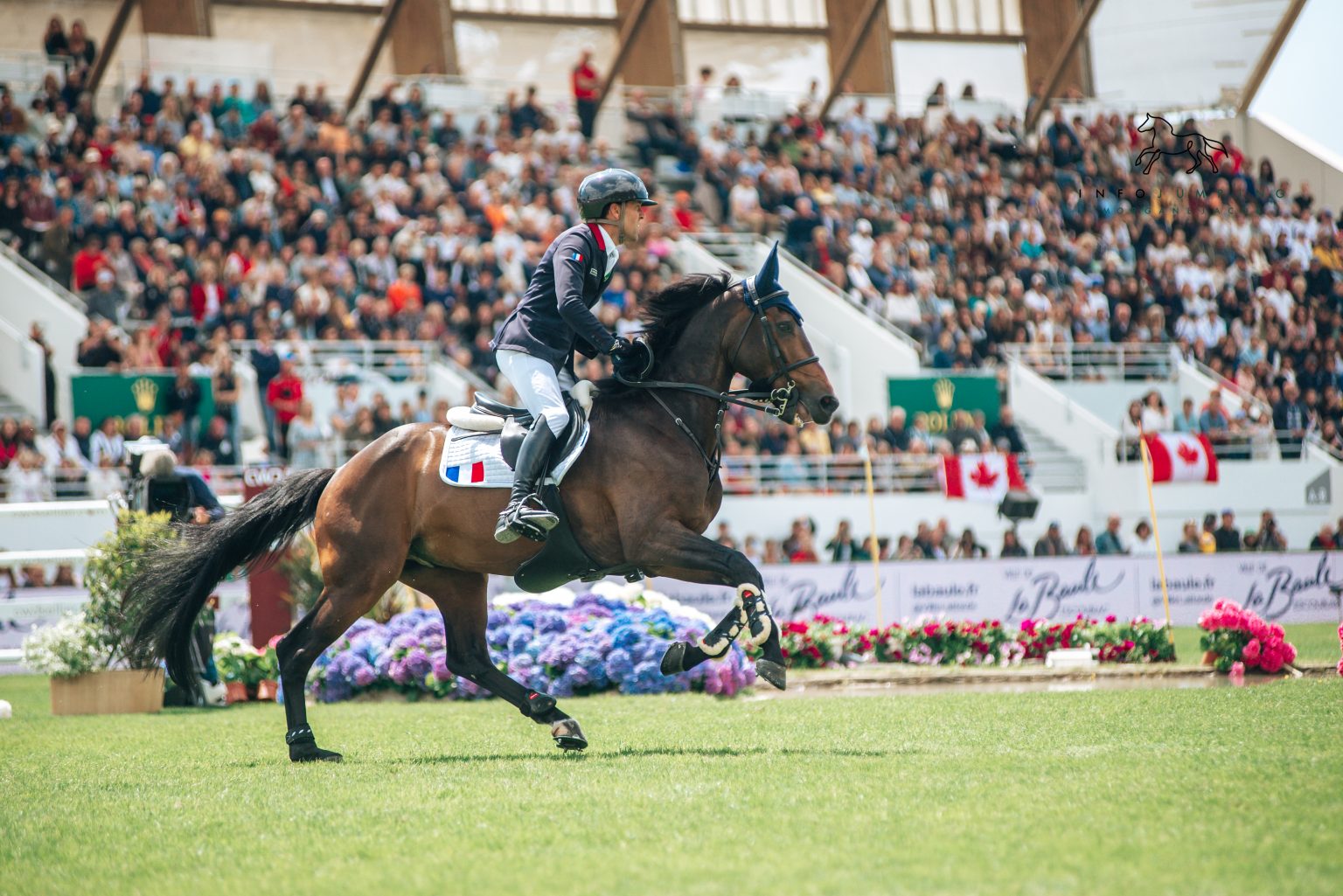 Cayman Jolly Jumper, le phénomène fils d’Hickstead Info Jumping